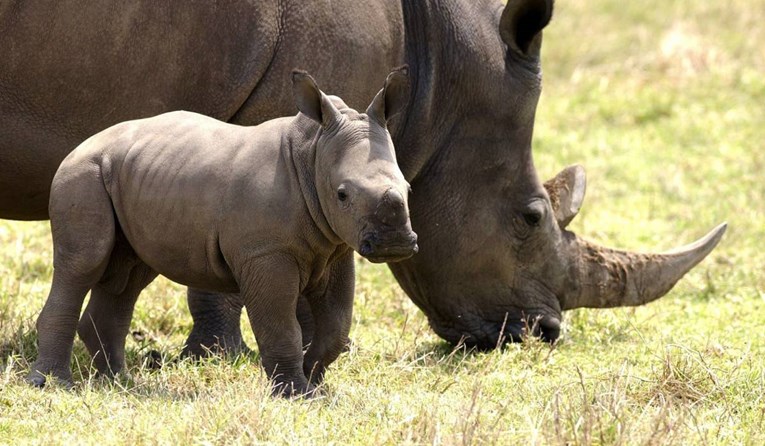 U belgijskom zoološkom vrtu rodio se bijeli nosorog